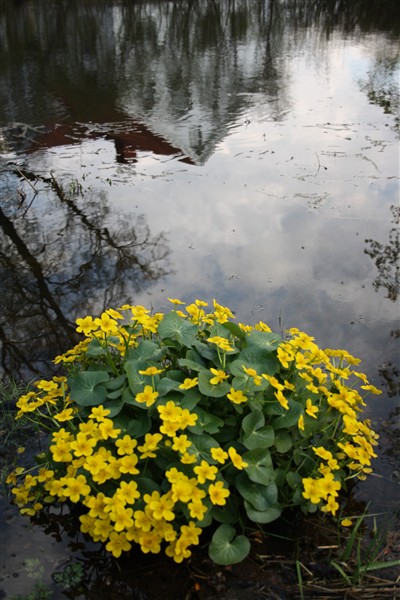 Blomster i dammen
